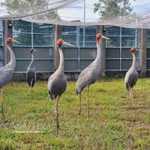 Las grullas de cabeza roja en el Parque Nacional Tram Chim, provincia de Dong Thap (Foto: VNA)