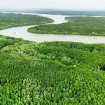 Desarrollo del bosques costeros promueve economía verde en Vietnam