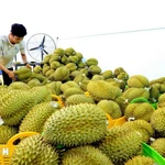 Durían vietnamita para la exportación (Fuente: VNA)