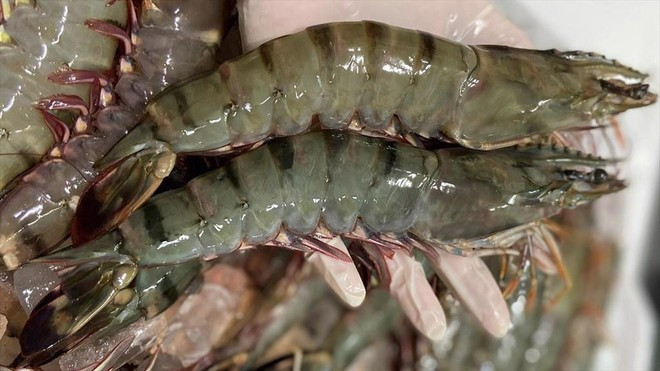 El camarón sigue siendo el principal producto de exportación, con ventas por valor de 2,49 mil millones de dólares en los primeros siete meses, un aumento del 23,6%. (Foto: Vietnam+) tom.jpg