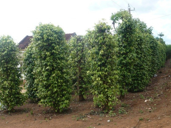 Para que el crédito verde crezca de manera sostenible en Vietnam, se requiere un compromiso firme del Estado, los bancos, las empresas y la comunidad. (Foto: Vietnam+) tieu.jpg