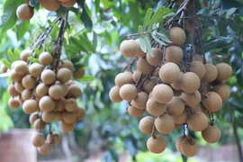 Provincia vietnamita de Son La busca mercados para el longan