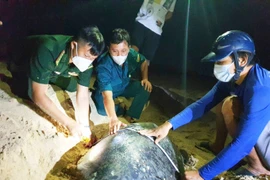 Tortugas marinas en playa de Con Dao reciben asistencia de orgullosas “parteras”