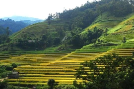 Recorren arrozales patrimoniales de Hoang Su Phi a través de la pantalla