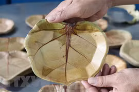 Platos ecológicos elaborados con uva marina de provincia vietnamita de Phu Yen