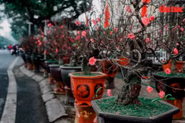 Ambiente de Tet en mercados de flores de Hanoi