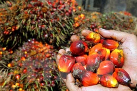 UE e Indonesia inician negociaciones sobre TLC