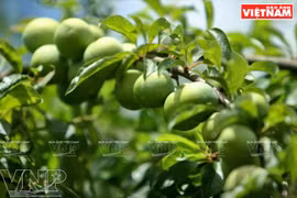 Las muchachas invitan a los turistas a disfrutar de las frutas recién cosechadas. Una turista con la rama que cosechó por su propia cuenta. El equipo del caserío de Pa Khen crea para el concurso una obra decorativa con ciruelas. Las ciruelas forman el 