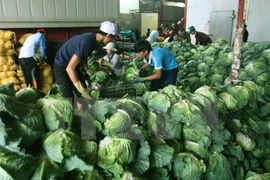 Can Tho busca cooperación en agricultura limpia con Nueva Zelanda