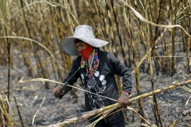 Tailandia permite la construcción de 25 fábricas de azúcar