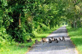 La bella de la naturaleza en el Parque nacional de U Minh Thuong