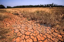 Delta del Mekong sufre pérdida de más de 215 millones de dólares por sequía