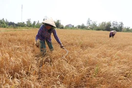 Cambio climático, gran reto para desarrollo sostenible de Delta de río Mekong