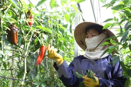 Empresas de Vietnam y Japón cooperan en desarrollo agrícola