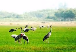 Iniciativa y empeño, claves del éxito del santuario de aves raras Viet