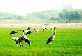 Iniciativa y empeño, claves del éxito del santuario de aves raras Viet