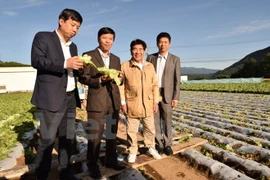 Vietnam adquiere experiencias agrícolas de Japón