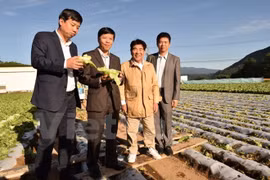 Vietnam adquiere experiencias agrícolas de Japón