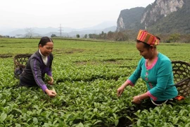 Vietnam aprueba política para de etnias minoritarias y residentes en zonas remotas