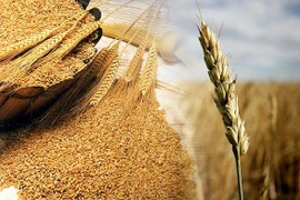 Agricultora vietnamita honrada por la FAO