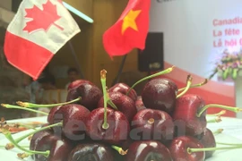 Promueve Canadá exportaciones de cereza en Vietnam