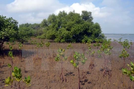 Apoyo sudcoreano a proyecto de plantación de manglares en Vietnam