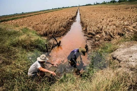 Delta del río Mekong a todo vapor luchar contra salinización