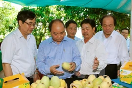 Primer ministro revisa labor de reestructuración agrícola en Dong Thap