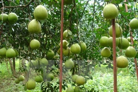 Pomelos de Tan Trieu afianzan posición en mercado nacional e internacional