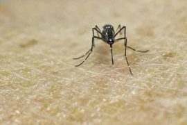 Hanoi refuerza acciones contra la penetración del virus Zika