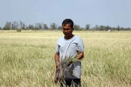 Vietnam continúa desplegando medidas contra sequía y salinización