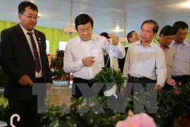 Presidente aplaude esfuerzos de provincia de Lam Dong en desarrollo agrícola