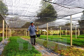 JICA apoya a agricultores vietnamitas en el cultivo de menta japonesa