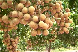 Hung Yen exporta longan a Estados Unidos