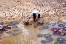 Obras hidroeléctricas en Mekong causan pérdidas de 231 millones de dólares