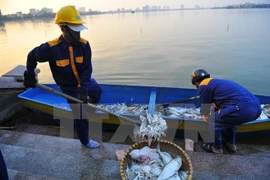 Muerte masiva de peces en lago de Hanoi por falta de oxígeno en agua
