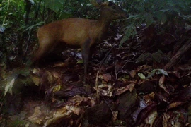 Captan fotos en Vietnam de pareja de muntiacos en peligro de extinción