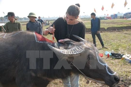 Festival para rezar por buena cosecha en Ha Nam