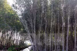 Asistencia japonesa a provincia vietnamita en desarrollo forestal sostenible