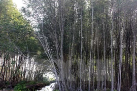 Asistencia japonesa a provincia vietnamita en desarrollo forestal sostenible