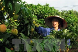 Destacan en Vietnam rol de Pymes a cadenas de suministro de alimentos