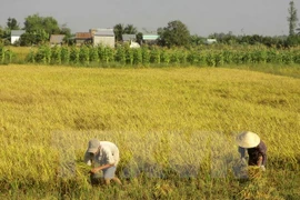 Lanza Vietnam nuevas variedades de arroz resistente a salinidad