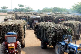 Tailandia revisa su política de producción y distribución de azúcar