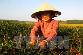 Reitera Vietnam objetivo de modernización rural