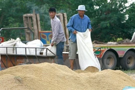 Disminuyen exportaciones arroceras de Camboya