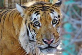 Asia debe cerrar todos los criaderos de tigre para 2019