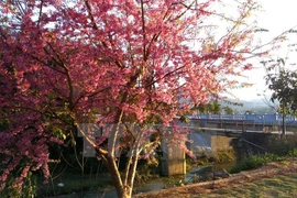Cerezos japoneses florecen en Sa Pa 