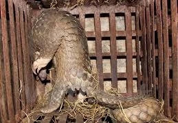 Vietnam y Reino Unido cooperan contra el tráfico de animales y plantas salvajes