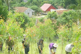 Provincia vietnamita anuncia Plan de Acción contra degradación forestal