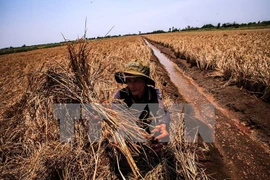 Vietnam y contrapartes de desarrollo dialogan sobre cambio climático